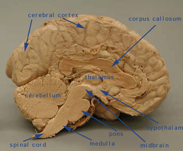 Image of the Limbic System