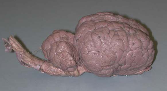camel brain
