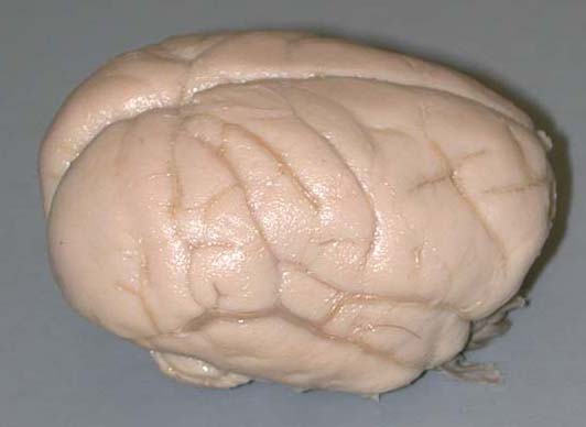 Monkey Brain image