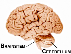 Human brain with brainstem and cerebellum labelled