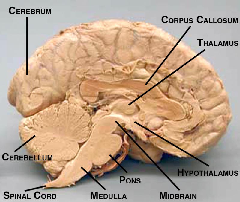 Midsagittal view of brain with labelled structures