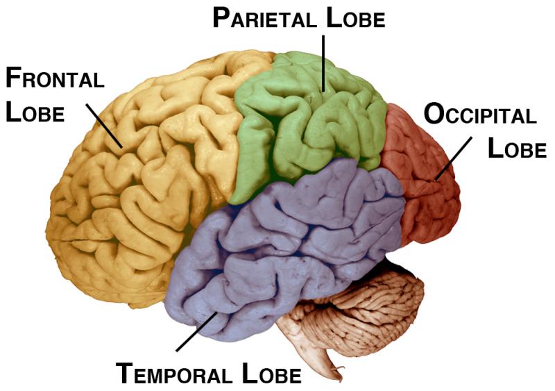 lobes of cerebral cortex