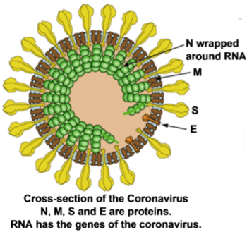 Cross section of Coronavirus