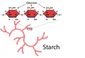 Starch molecule