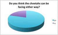 Do you think the cheetahs can be facing both ways?