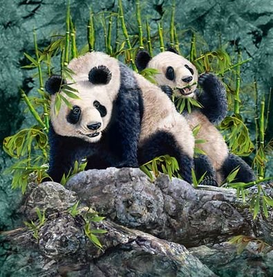 Panda Image