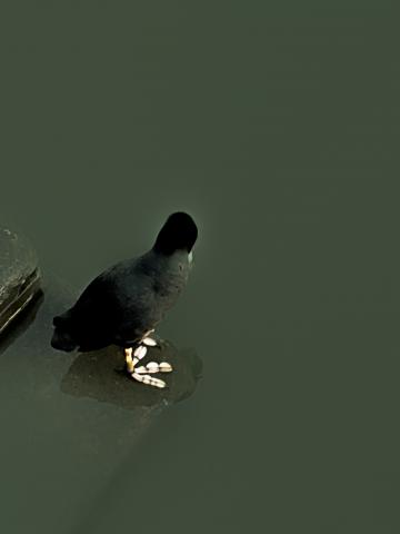 Coot grooming