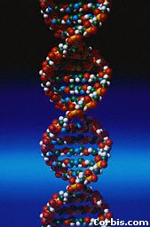 DNA part 4 sec 1.jpg (10726 bytes)