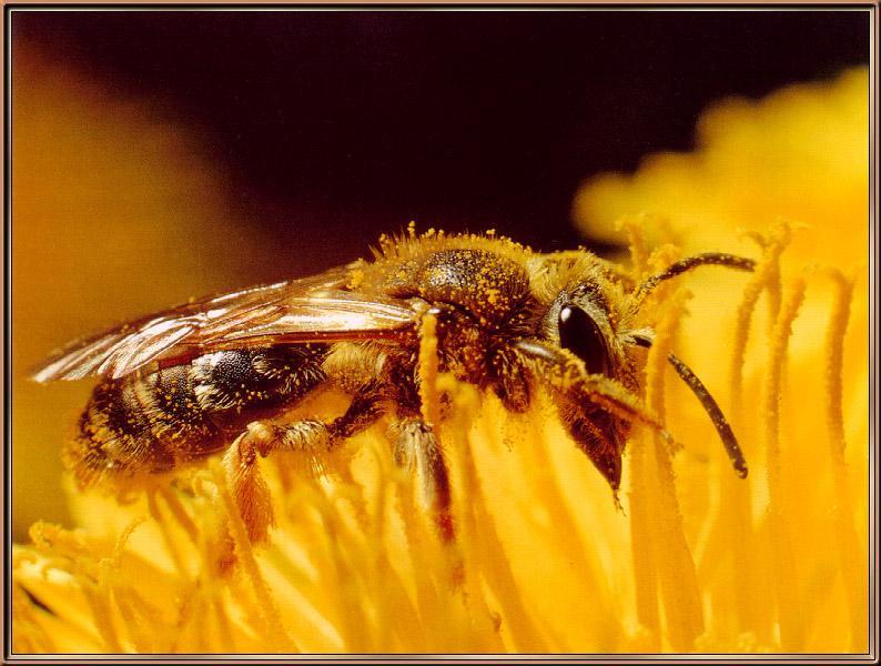 Honeybee.jpg (73168 bytes)