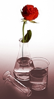 Rose in Vase for part2 sec1.jpg (32308 bytes)