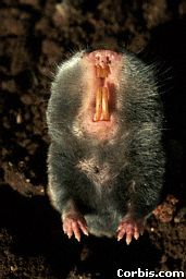 mole rat.jpg (11274 bytes)