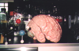 pheramone brain.jpg (29530 bytes)
