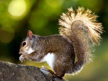 squirrel.jpg (8603 bytes)