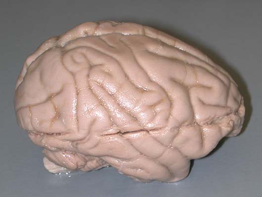 baboon brain