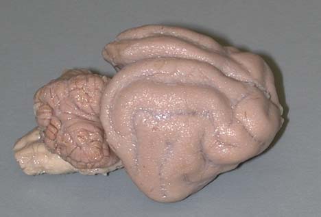 cat brain