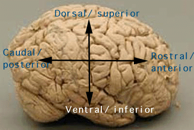 brain with direction labels