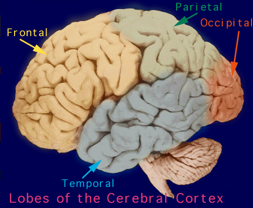 Image of Cerebral Cortex