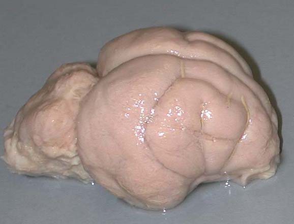 kangaroo brain