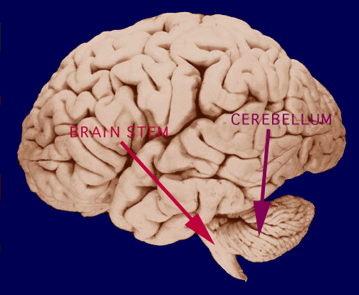 Brain w/ Labels