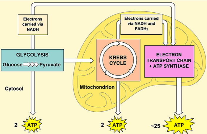 pogil-answer-key-cellular-respiration-the-circulatory-system-pogil