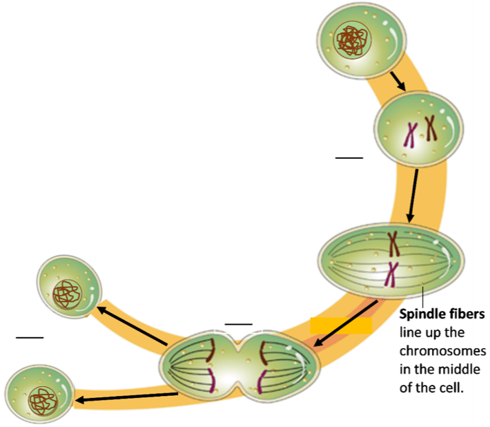 Mitosis And The Cell Cycle How The Trillions Of Cells In A Human Body Developed From A Single Cell Serendip Studio