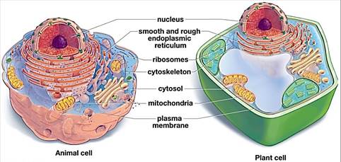 Structure and Function of Cells, Organs and Organ Systems | Serendip Studio