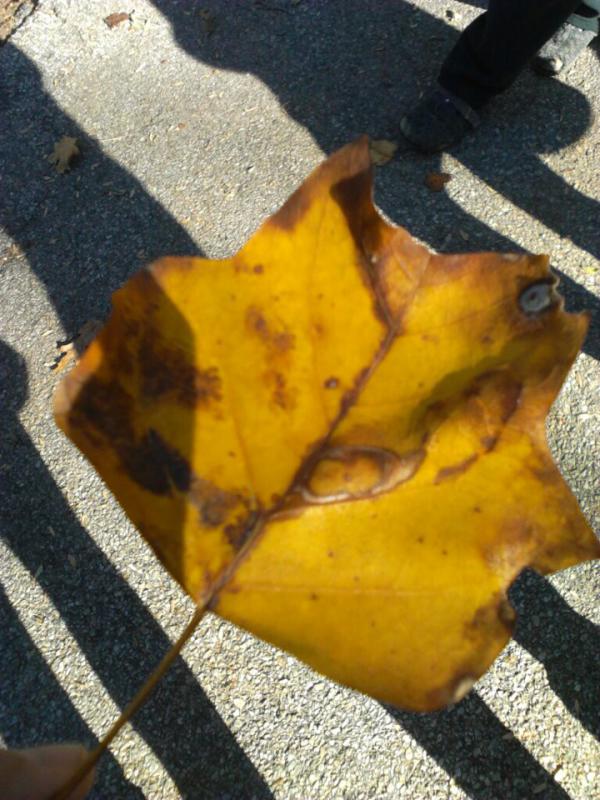 Leaf of a Yew