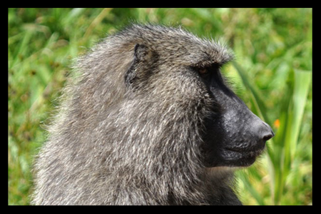 baboon head