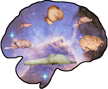 Brains inside Space inside Brain