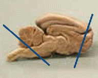 Midsagittal view of cat brain