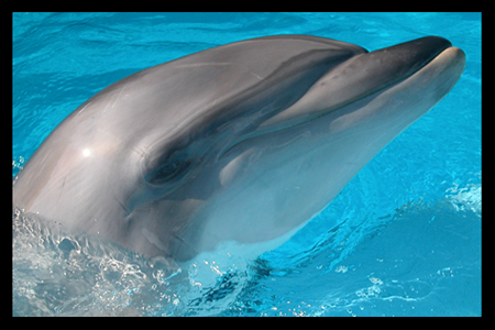 dolphin head
