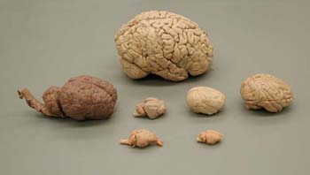 group of brains