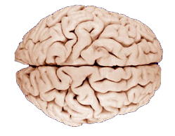 cerebral hemispheres