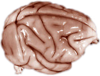 Rhesus monkey brain