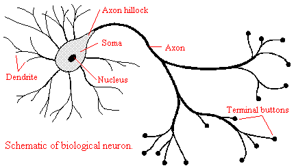 schematic of biological neuron