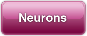 click here to learn more about neurons
