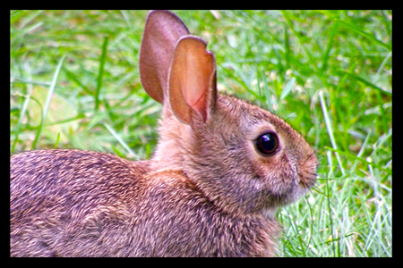 rabbit head