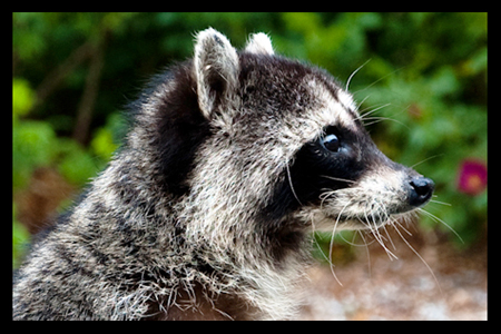 raccoon head