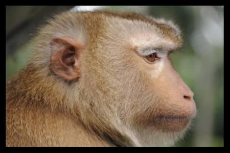 rhesus monkey head