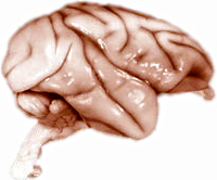 rhesus monkey brain