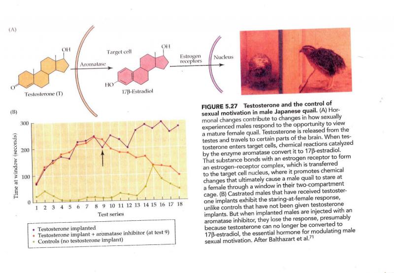 testosterone/estradiol and quails