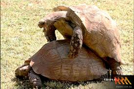 turtles mating