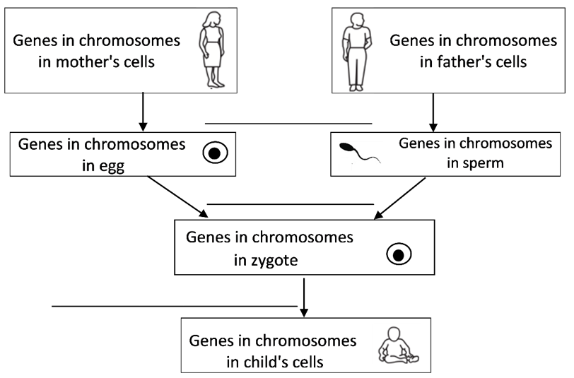 Genetics – Major Concepts, Common Misconceptions, and Learning ...