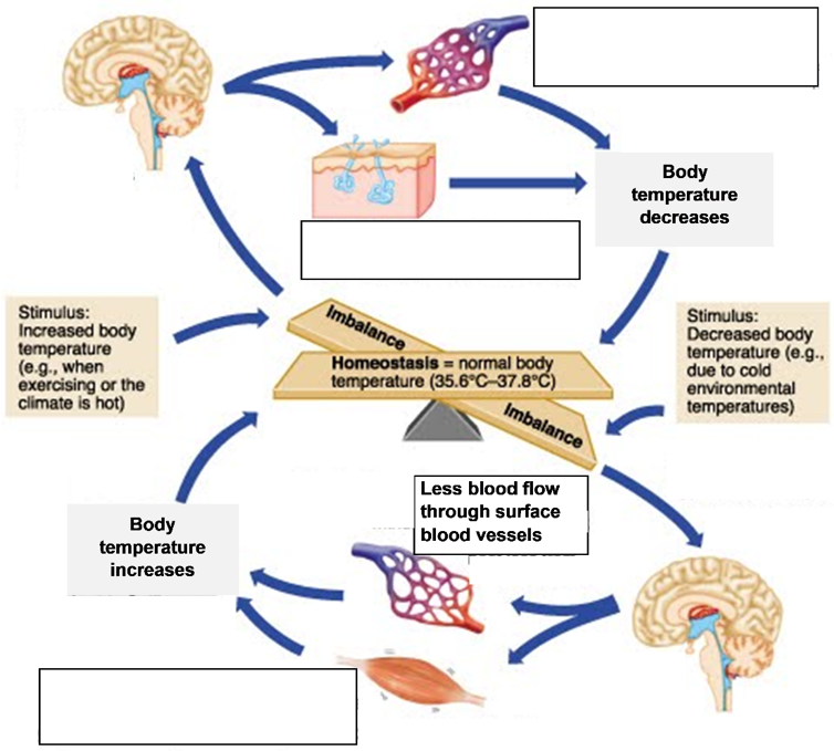 positive-and-negative-feedback-mechanisms-common-examples-of-the