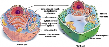 Organelles in animal and plant cells