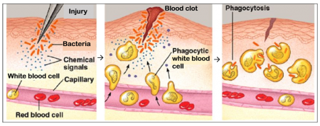 Process of phagocytosis after injury to skin