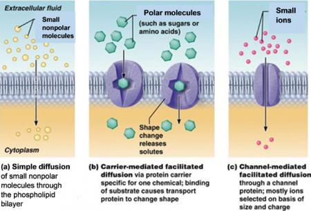 facilitated diffusion diagram plasma membrane