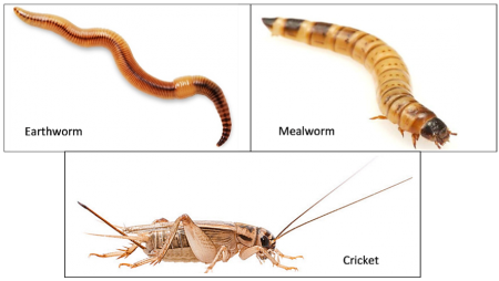 Earthword, mealworm,and cricket