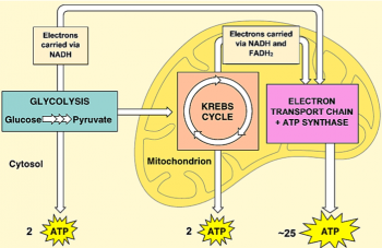 cellular respiration diagram mitochondria