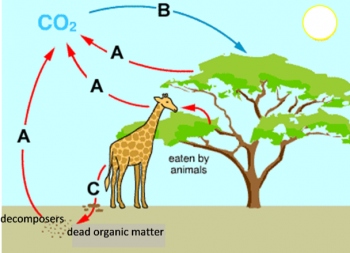 Cellular Respiration Serendip Studio